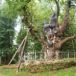 Lituania tara cu unul dintre cei mai batrani stejari din lume